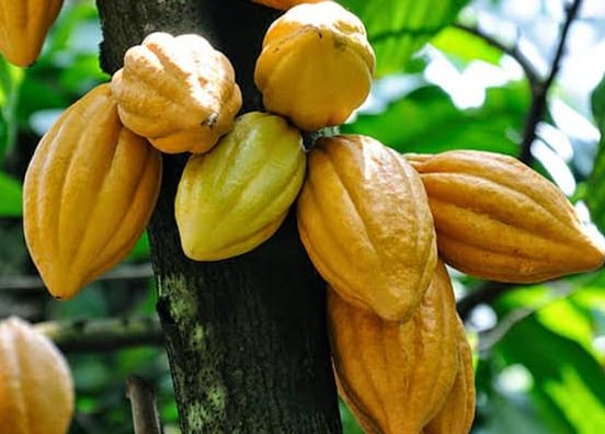 Cocoa Allocation Stirs Crisis in Cross River