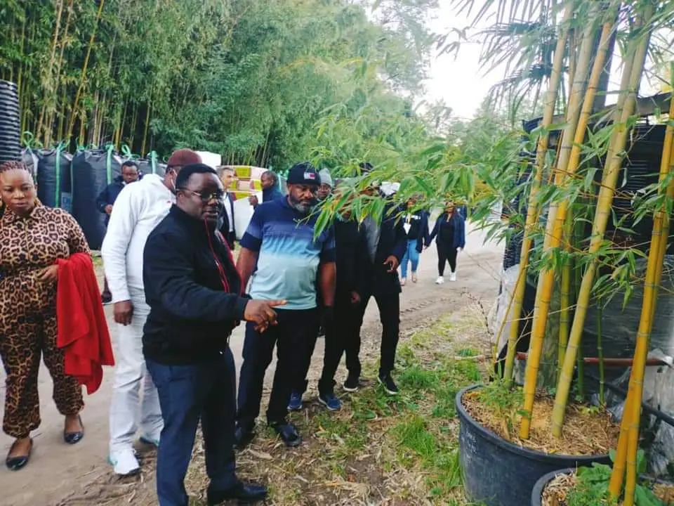 Gov Otu Prioritises Planting Bamboo To Boost Cross River Economy