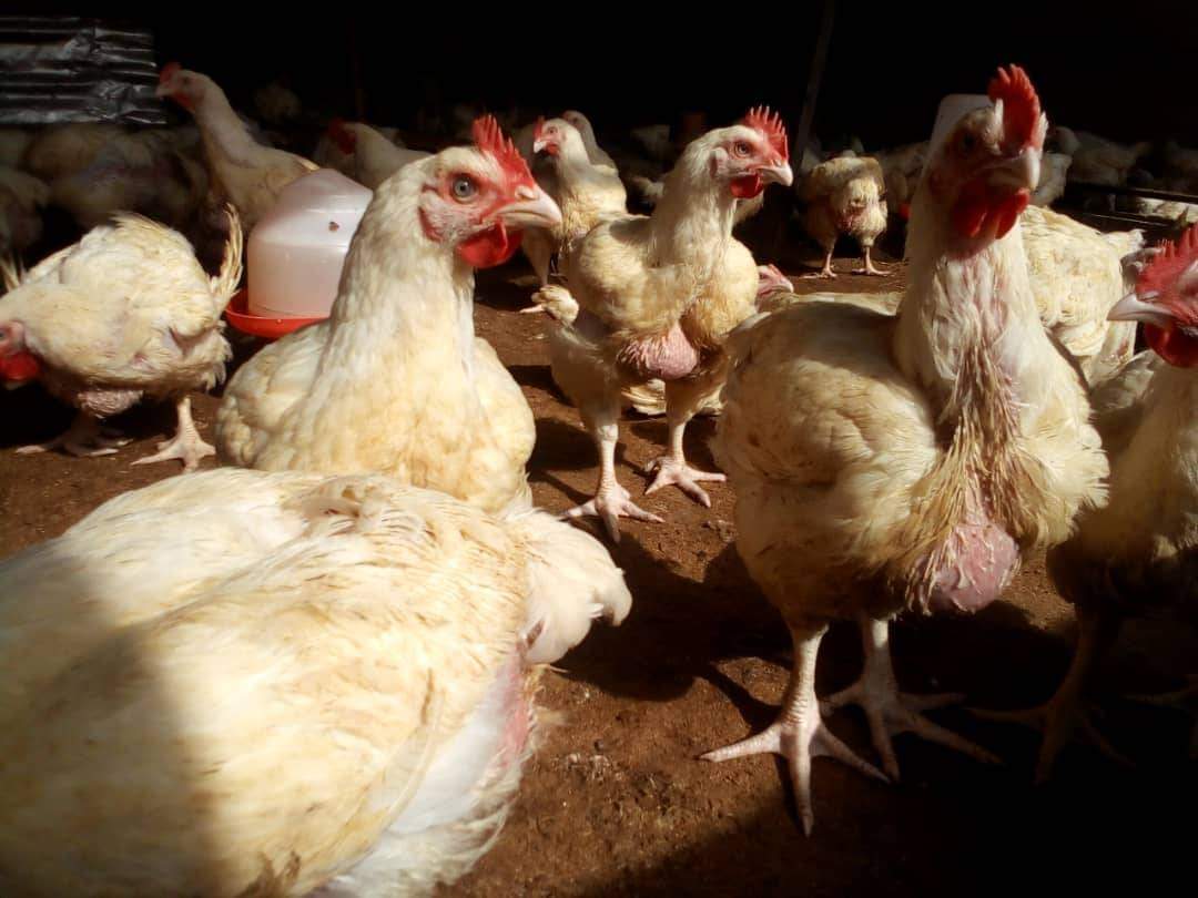 Yuletide: Our Cost Of Production Quadrupled In 2023 - Poultry Farmers