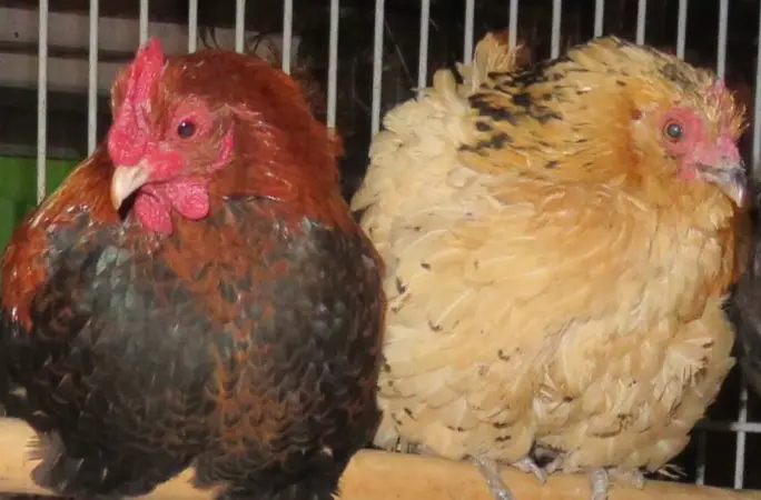 Chicken Who Lived For 21 Years Dies On Christmas Day