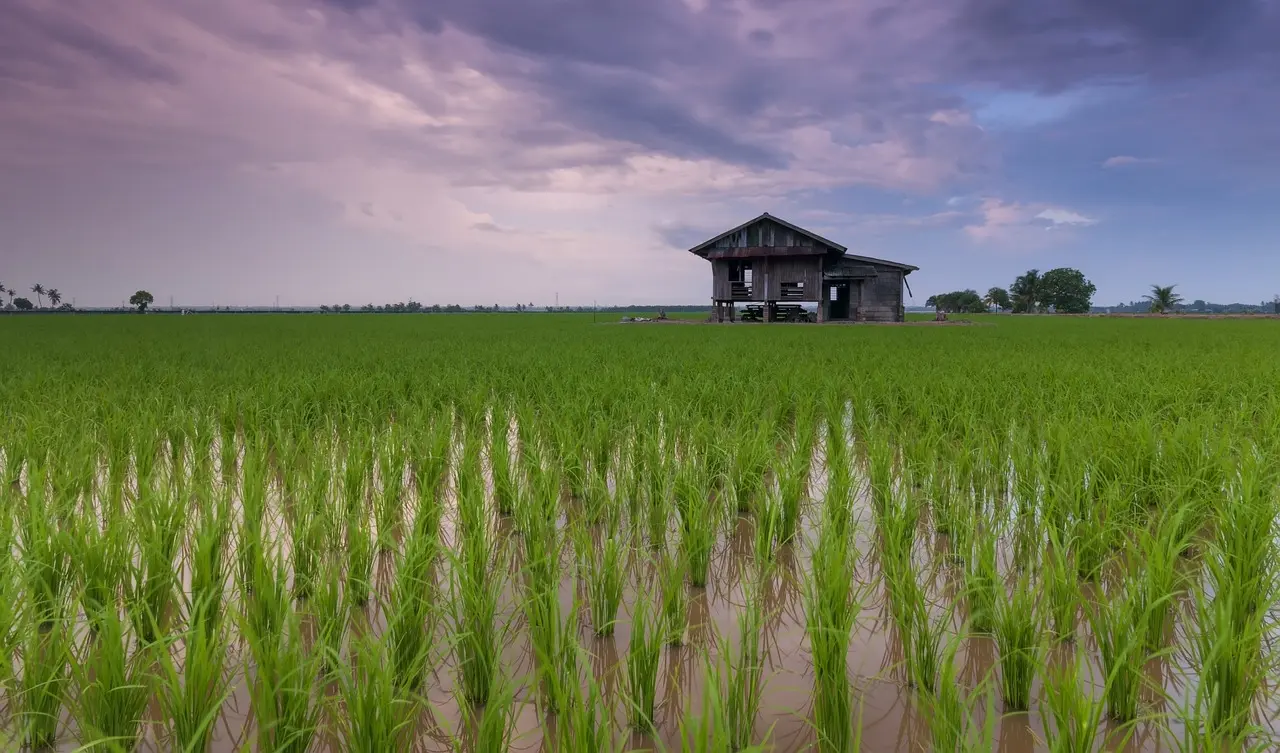 Gov Otu clears 72,000 hectares of land for rice farming, other crops