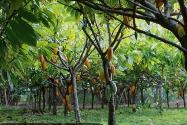 IMG 20240613 WA0018 Six New Cocoa Farm Estates Underway In Cross River