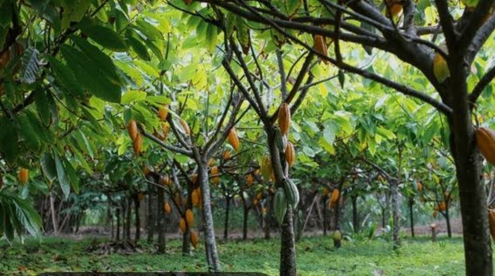 IMG 20240613 WA0018 Six New Cocoa Farm Estates Underway In Cross River