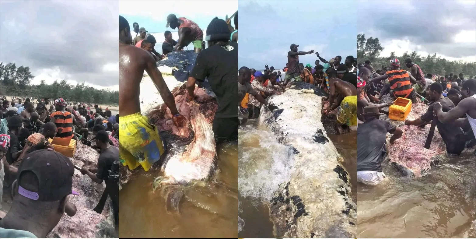 Residents butcher whale washed ashore in Bayelsa (PHOTOS + VIDEO)