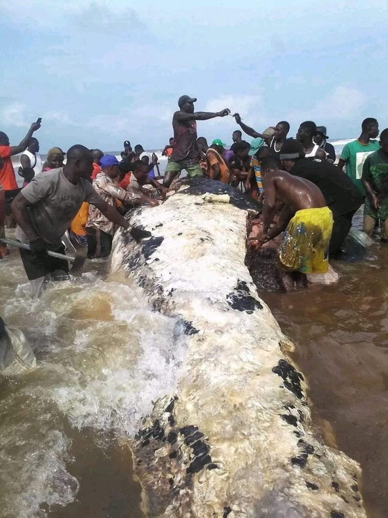 Residents butcher whale washed ashore in Bayelsa (PHOTOS + VIDEO)