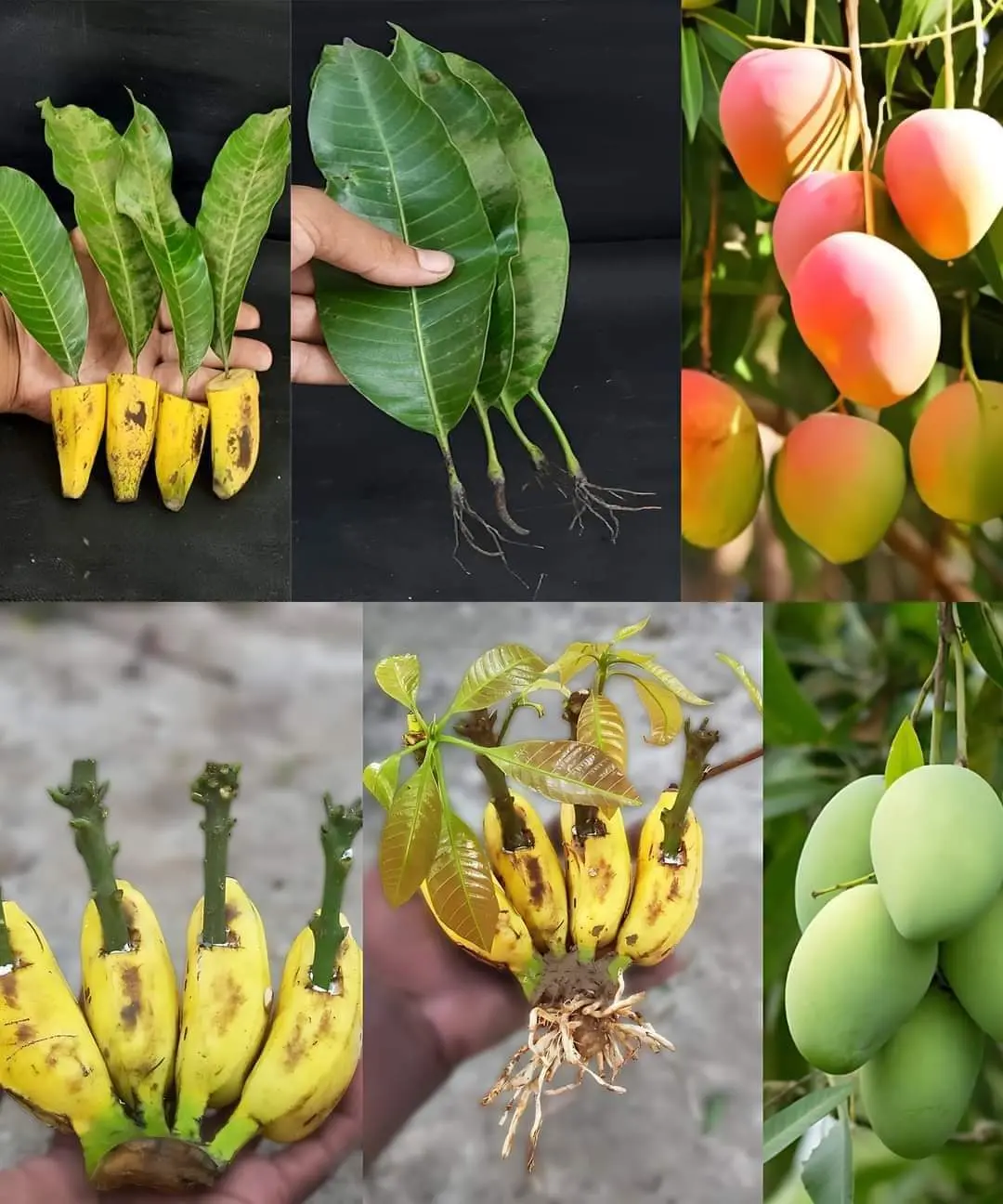 How to grow mango trees from leaves by rooting banana trees