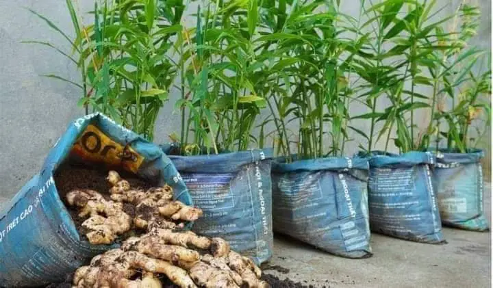 Grow Ginger at Home with These Simple Steps
