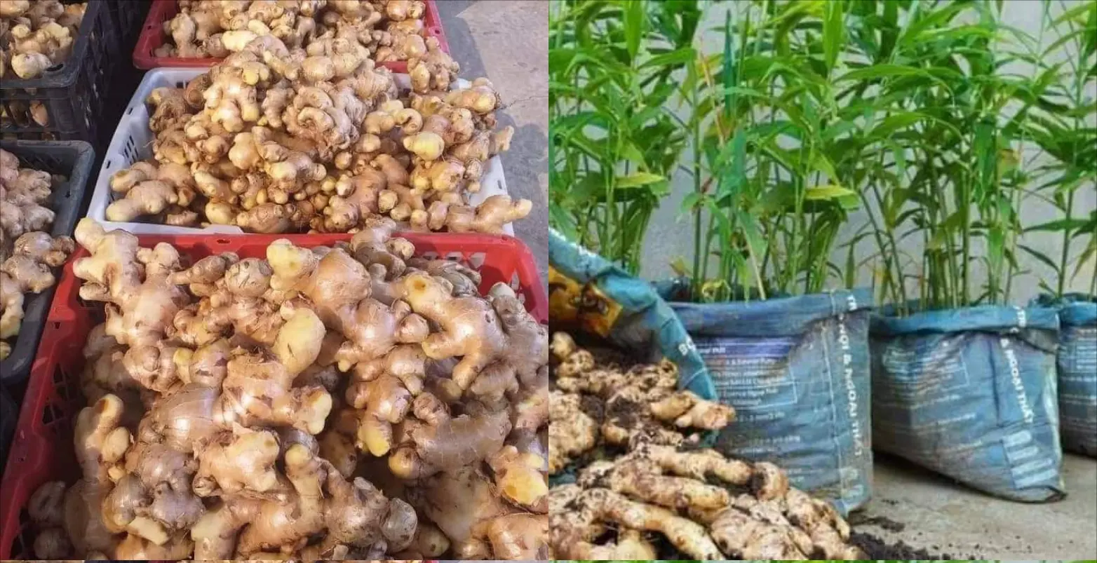 Grow Ginger at Home with These Simple Steps