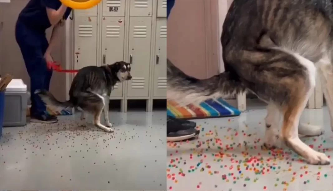 Doctors remove rainbow Orbeez from dog's poops