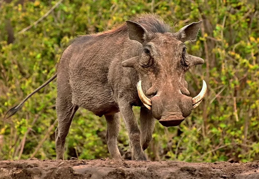 Warthog also known as bush pig