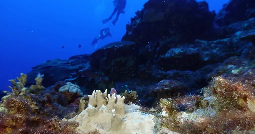 Global Coral Reefs Face Unprecedented Bleaching Crisis, Prompting U.N. Emergency Session