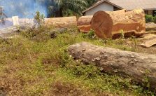 Good Laws Can't Save Nigeria's Wildlife