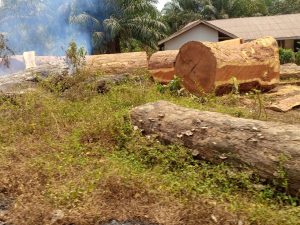 Good Laws Can't Save Nigeria's Wildlife