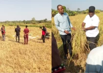 Governor Otu Flags Off Outgrowers Rice Harvest in Bekwarra