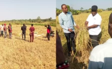 Governor Otu Flags Off Outgrowers Rice Harvest in Bekwarra