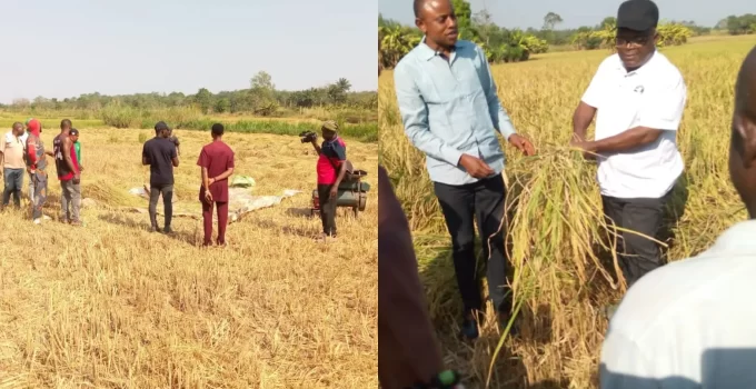 Governor Otu Flags Off Outgrowers Rice Harvest in Bekwarra