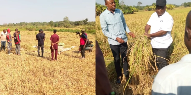 Governor Otu Flags Off Outgrowers Rice Harvest in Bekwarra