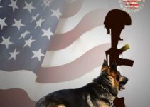 Military Dog ‘Served Our Country with Honor’—Now Seeking a Loving Home After Years of Neglect.