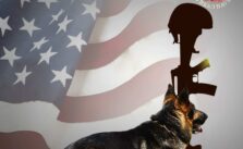 Military Dog 'Served Our Country with Honor'—Now Seeking a Loving Home After Years of Neglect.