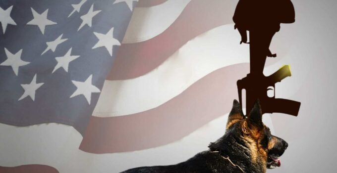 Military Dog 'Served Our Country with Honor'—Now Seeking a Loving Home After Years of Neglect.