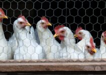 Bird Flu Detected in Second Commercial Poultry Flock in Georgia