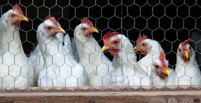 Bird Flu Detected in Second Commercial Poultry Flock in Georgia