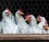 Bird Flu Detected in Second Commercial Poultry Flock in Georgia