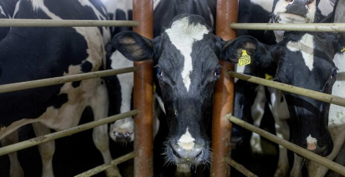 Minnesota to Begin Testing Dairy Farm Milk for Bird Flu