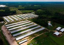 Federal Regulation May Offer Financial Protection to Thousands of Poultry Farmers in North Carolina