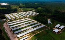Federal Regulation May Offer Financial Protection to Thousands of Poultry Farmers in North Carolina