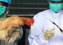 Kano Government Issues Warning regarding Bird Flu Outbreak