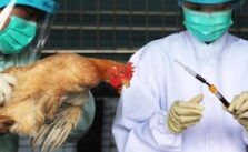 Kano Government Issues Warning regarding Bird Flu Outbreak