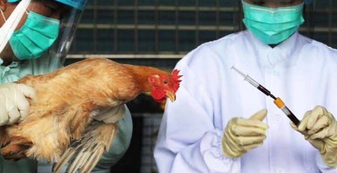 Kano Government Issues Warning regarding Bird Flu Outbreak