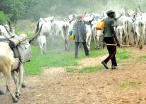 Herdsmen Reportedly Devastate Five-Hectare Rice Farm in Ogun