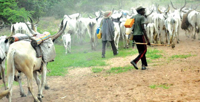 Herdsmen Reportedly Devastate Five-Hectare Rice Farm in Ogun