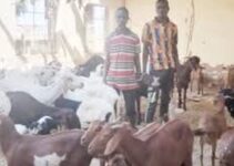 Two Suspects Apprehended for Theft of 85 Goats and Sheep in Gombe