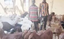 Two Suspects Apprehended for Theft of 85 Goats and Sheep in Gombe
