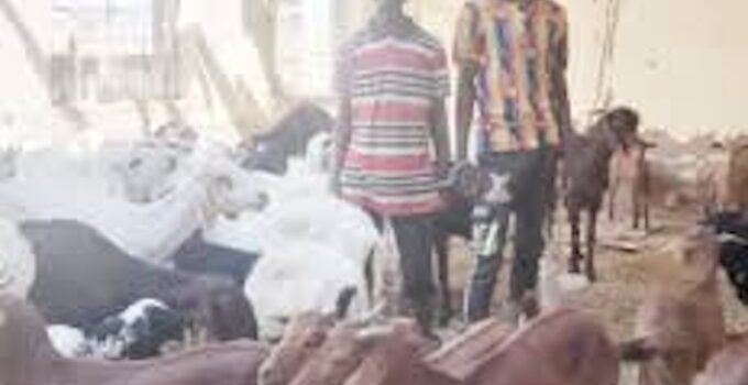 Two Suspects Apprehended for Theft of 85 Goats and Sheep in Gombe