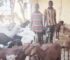 Two Suspects Apprehended for Theft of 85 Goats and Sheep in Gombe