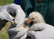 First U.S. Bird Flu Death Confirmed During Ongoing Outbreak