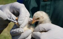 First U.S. Bird Flu Death Confirmed During Ongoing Outbreak