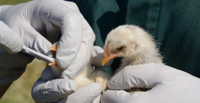 First U.S. Bird Flu Death Confirmed During Ongoing Outbreak