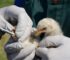 First U.S. Bird Flu Death Confirmed During Ongoing Outbreak