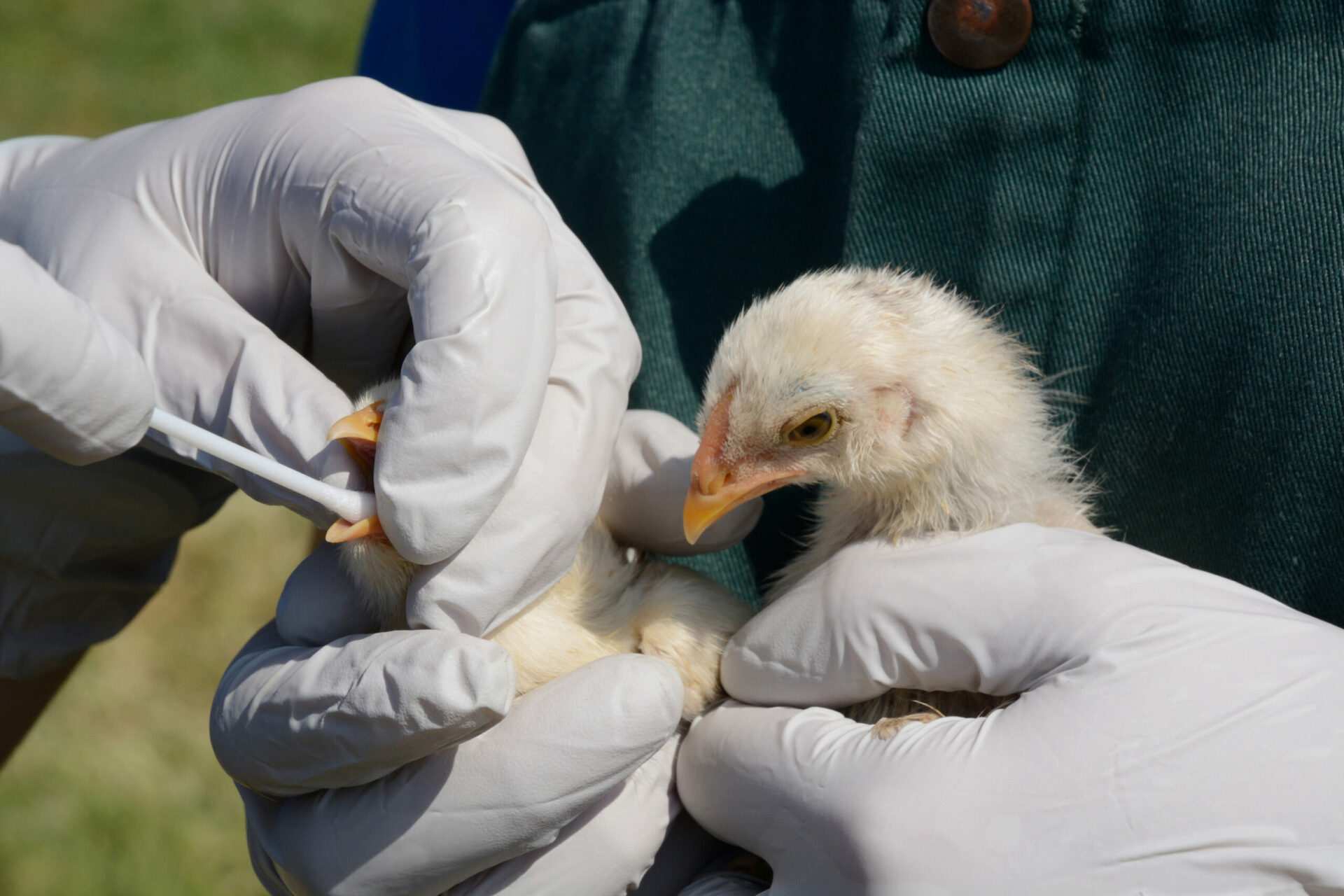 First U.S. Bird Flu Death Confirmed During Ongoing Outbreak Converseer