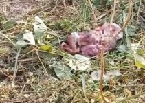 Newborn Baby Found Dead Opposite Church in Cross River