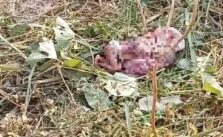 Newborn Baby Found Dead Opposite Church in Cross River