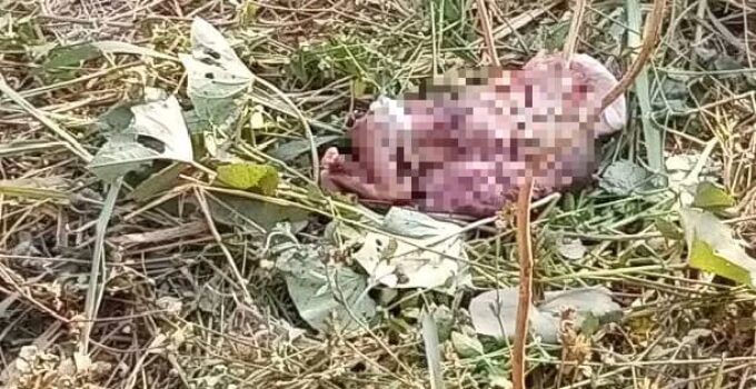 Newborn Baby Found Dead Opposite Church in Cross River