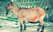 Man Steals Goat for Daughter's Naming Ceremony in Ogun