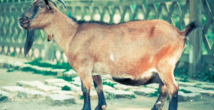 Man Steals Goat for Daughter's Naming Ceremony in Ogun