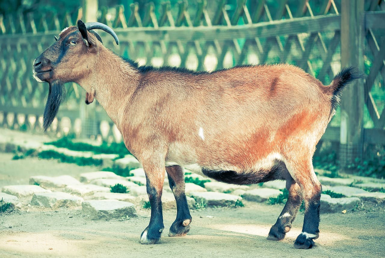 Man Steals Goat for Daughter’s Naming Ceremony in Ogun